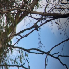 Ptilotula penicillata at Ponto, NSW - 1 Jan 2024