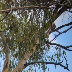 Ptilotula penicillata at Ponto, NSW - 1 Jan 2024