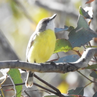 Gerygone olivacea (White-throated Gerygone) at Kambah, ACT - 1 Jan 2024 by HelenCross