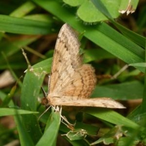 Scopula rubraria at Downer, ACT - 1 Jan 2024 04:51 PM