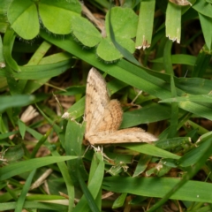 Scopula rubraria at Downer, ACT - 1 Jan 2024