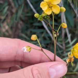 Senna barclayana at Ponto, NSW - 1 Jan 2024