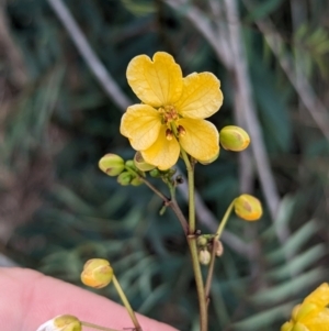 Senna barclayana at Ponto, NSW - 1 Jan 2024