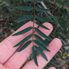 Senna barclayana at Ponto, NSW - 1 Jan 2024