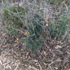 Senna barclayana at Ponto, NSW - 1 Jan 2024 02:29 PM