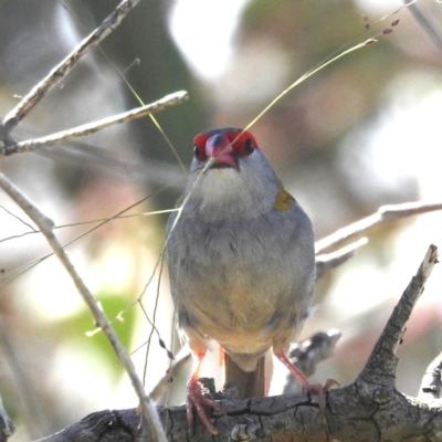 Neochmia temporalis (Red-browed Finch) at Lions Youth Haven - Westwood Farm A.C.T. - 1 Jan 2024 by HelenCross