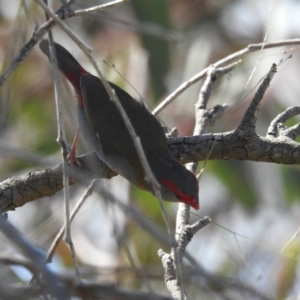 Neochmia temporalis at Kambah, ACT - 1 Jan 2024