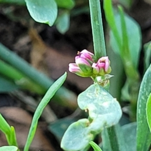 Polygonum aviculare at Mansfield, VIC - 1 Jan 2024