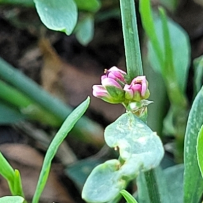 Polygonum aviculare (Wireweed) at Mansfield, VIC - 1 Jan 2024 by trevorpreston