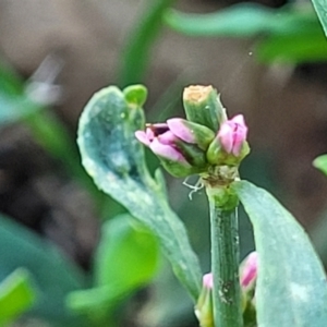 Polygonum aviculare at Mansfield, VIC - 1 Jan 2024