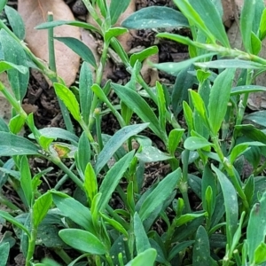 Polygonum aviculare at Mansfield, VIC - 1 Jan 2024