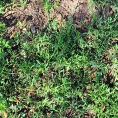 Polygonum aviculare at Mansfield, VIC - 1 Jan 2024