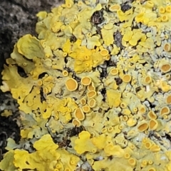 Unverified Lichen at Mansfield, VIC - 1 Jan 2024 by trevorpreston
