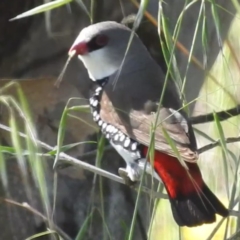 Stagonopleura guttata (Diamond Firetail) at Lions Youth Haven - Westwood Farm - 1 Jan 2024 by HelenCross