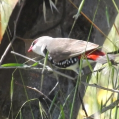 Stagonopleura guttata at Lions Youth Haven - Westwood Farm A.C.T. - 1 Jan 2024