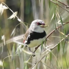 Stagonopleura guttata at Lions Youth Haven - Westwood Farm A.C.T. - 1 Jan 2024