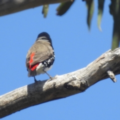 Stagonopleura guttata at Lions Youth Haven - Westwood Farm A.C.T. - 1 Jan 2024