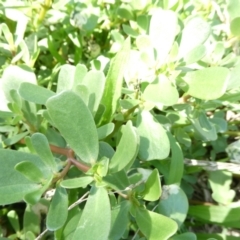 Portulaca oleracea (Pigweed, Purslane) at Flea Bog Flat to Emu Creek Corridor - 1 Jan 2024 by JohnGiacon