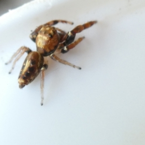 Opisthoncus sexmaculatus at Emu Creek Belconnen (ECB) - 1 Jan 2024