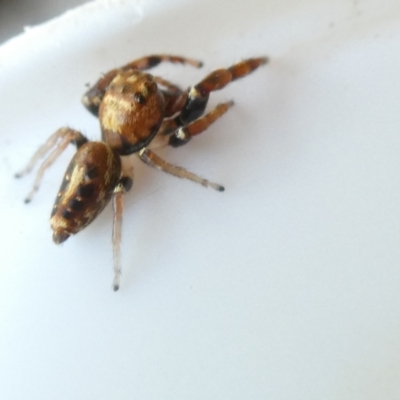 Opisthoncus sexmaculatus (Six-marked jumping spider) at Flea Bog Flat to Emu Creek Corridor - 1 Jan 2024 by JohnGiacon