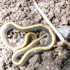 Caenoplana bicolor (Two-tone Planarian) at Emu Creek - 1 Jan 2024 by JohnGiacon