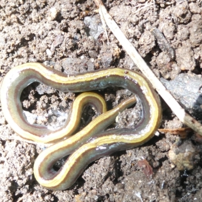 Caenoplana variegata (Two-tone Planarian) at Emu Creek Belconnen (ECB) - 1 Jan 2024 by JohnGiacon