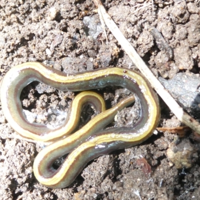 Caenoplana bicolor (Two-tone Planarian) at Emu Creek Belconnen (ECB) - 1 Jan 2024 by JohnGiacon