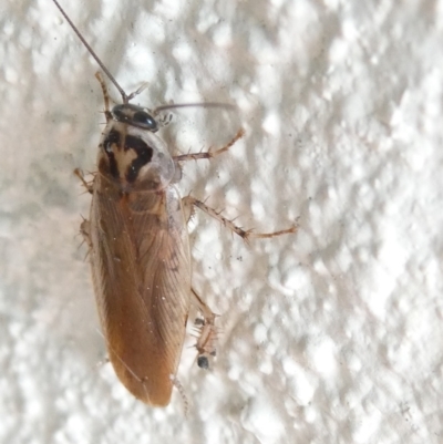 Robshelfordia circumducta (Shelford's Variable Cockroach) at Belconnen, ACT - 1 Jan 2024 by JohnGiacon