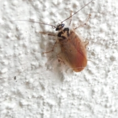 Robshelfordia circumducta at Emu Creek Belconnen (ECB) - 1 Jan 2024