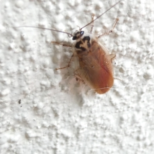 Robshelfordia circumducta at Emu Creek Belconnen (ECB) - 1 Jan 2024 12:00 PM