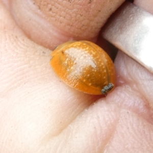 Paropsisterna cloelia at Emu Creek - 1 Jan 2024