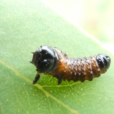 Paropsis (paropsine) genus-group (Unidentified 'paropsine' leaf beetle) at Emu Creek - 31 Dec 2023 by JohnGiacon