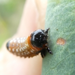 Paropsis (paropsine) genus-group at Emu Creek - 1 Jan 2024