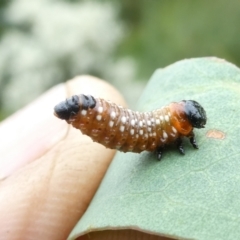 Paropsis (paropsine) genus-group at Emu Creek - 1 Jan 2024