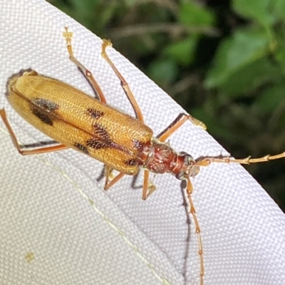 Phoracantha acanthocera (Bull's eye borer) at Numeralla, NSW - 30 Dec 2023 by SteveBorkowskis