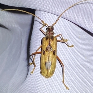 Phoracantha acanthocera at Numeralla, NSW - 30 Dec 2023