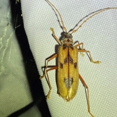 Phoracantha acanthocera at Numeralla, NSW - 30 Dec 2023