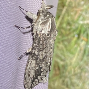 Endoxyla lichenea at Numeralla, NSW - 30 Dec 2023