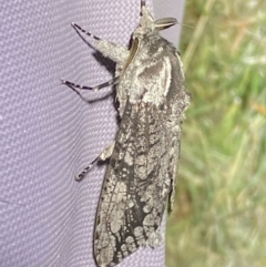 Endoxyla lichenea at Numeralla, NSW - 30 Dec 2023