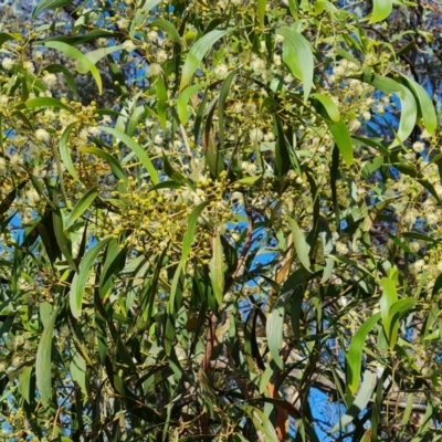 Acacia implexa (Hickory Wattle, Lightwood) at Isaacs, ACT - 1 Jan 2024 by Mike