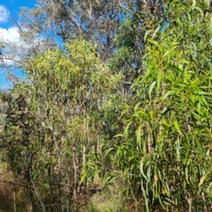 Acacia implexa at Isaacs Ridge and Nearby - 1 Jan 2024