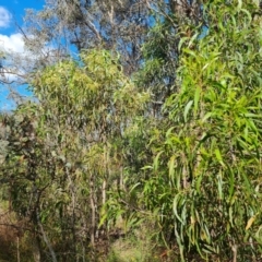 Acacia implexa at Isaacs Ridge and Nearby - 1 Jan 2024