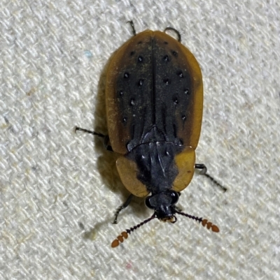 Ptomaphila lacrymosa (Carrion Beetle) at Numeralla, NSW - 30 Dec 2023 by SteveBorkowskis
