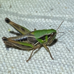 Praxibulus eurobodallae at Numeralla, NSW - 30 Dec 2023 09:18 PM