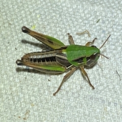 Praxibulus eurobodallae at Numeralla, NSW - 30 Dec 2023 09:18 PM