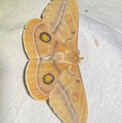 Opodiphthera helena (Helena Gum Moth) at Numeralla, NSW - 30 Dec 2023 by SteveBorkowskis