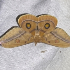 Opodiphthera helena at Numeralla, NSW - 30 Dec 2023