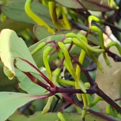 Muellerina eucalyptoides (Creeping Mistletoe) at Isaacs, ACT - 1 Jan 2024 by Mike