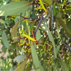 Muellerina eucalyptoides at Isaacs Ridge and Nearby - 1 Jan 2024
