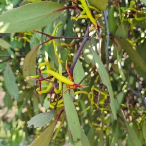 Muellerina eucalyptoides at Isaacs Ridge and Nearby - 1 Jan 2024 05:24 PM